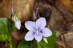 Longspur violet